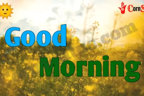 421+ New Good Morning Video Download for Whatsapp Status