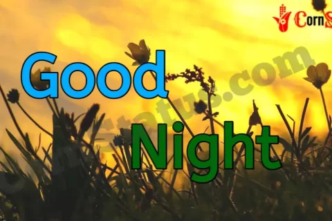245+ New Good Night Video Download for Whatsapp Status